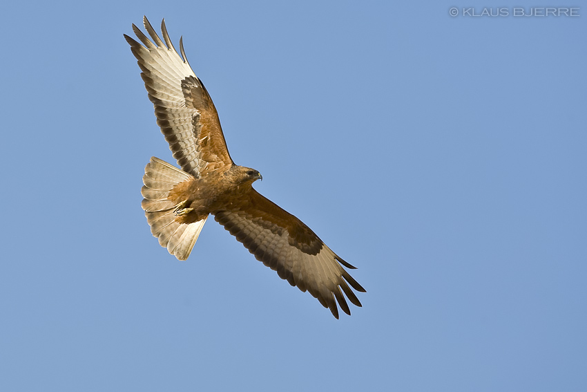 Steppe Buzzard_KBJ4824.jpg - Steppe Buzzard - Eilat Mountains